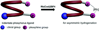 Graphical abstract: Chiral bisphosphine ligands based on quinoline oligoamide foldamers: application in asymmetric hydrogenation