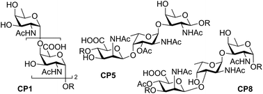 Graphical abstract: Staphylococcus aureus capsular polysaccharides: a structural and synthetic perspective