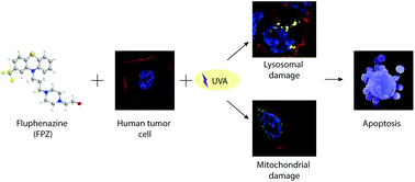 Graphical abstract: The neuroleptic drug fluphenazine induces a significant UVA-mediated cytotoxic effect on three human cancer cell lines through apoptosis