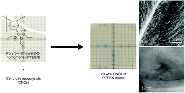 Graphical abstract: Cellulose nanocrystal-reinforced poly(5-triethoxysilyl-2-norbornene) composites