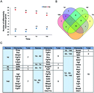 Graphical abstract: Identification of critical growth factors for peripheral nerve regeneration