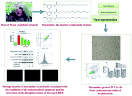 Graphical abstract: Protective effects of macamides from Lepidium meyenii Walp. against corticosterone-induced neurotoxicity in PC12 cells