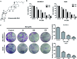 Graphical abstract: Ginsenoside Rk1 inhibits cell proliferation and promotes apoptosis in lung squamous cell carcinoma by calcium signaling pathway