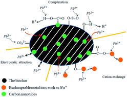 Graphical abstract: The effects of different factors on the removal mechanism of Pb(ii) by biochar-supported carbon nanotube composites
