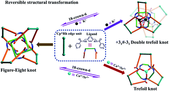 Graphical abstract: s-Block metal ions induce structural transformations between figure-eight and double trefoil knots