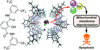 Graphical abstract: Apoptosis-inducing activity of a fluorescent barrel-rosette M+/Cl− channel