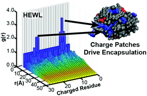 Graphical abstract: Design rules for encapsulating proteins into complex coacervates