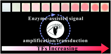 Graphical abstract: Equipment-free and visualized biosensor for transcription factor rapid assay based on dopamine-functionalized cellulose paper