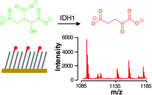 Graphical abstract: A high-throughput SAMDI-mass spectrometry assay for isocitrate dehydrogenase 1