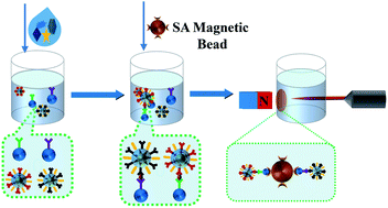 Graphical abstract: SERS-based magnetic immunoassay for simultaneous detection of cTnI and H-FABP using core–shell nanotags