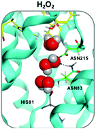 Graphical abstract: Aquaporin-driven hydrogen peroxide transport: a case of molecular mimicry?