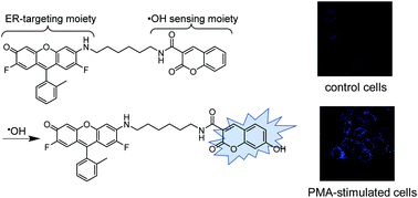 Graphical abstract: An endoplasmic reticulum-targeting fluorescent probe for imaging ˙OH in living cells