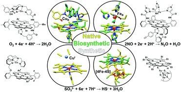 Graphical abstract: Molecular understanding of heteronuclear active sites in heme–copper oxidases, nitric oxide reductases, and sulfite reductases through biomimetic modelling