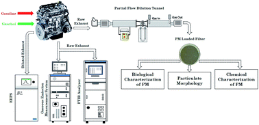 Graphical abstract: Toxicity of exhaust particulates and gaseous emissions from gasohol (ethanol blended gasoline)-fuelled spark ignition engines