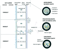 Graphical abstract: The gut barrier and the fate of engineered nanomaterials: a view from comparative physiology