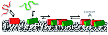 Graphical abstract: Antimicrobial peptides: mechanism of action and lipid-mediated synergistic interactions within membranes