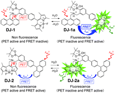 Graphical abstract: Development of fluorescent sensors based on a combination of PET (photo-induced electron transfer) and FRET (Förster resonance energy transfer) for detection of water