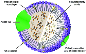 Graphical abstract: Transporting mitochondrion-targeting photosensitizers into cancer cells by low-density lipoproteins for fluorescence-feedback photodynamic therapy