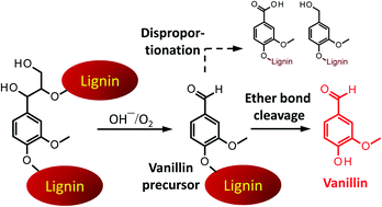 Graphical abstract: Selective production of bio-based aromatics by aerobic oxidation of native soft wood lignin in tetrabutylammonium hydroxide