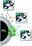 Graphical abstract: A proteolytic nanobiocatalyst with built-in disulphide reducing properties