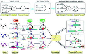 Graphical abstract: Development of a neuron model based on DNAzyme regulation