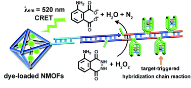 Graphical abstract: Multiplexed and amplified chemiluminescence resonance energy transfer (CRET) detection of genes and microRNAs using dye-loaded hemin/G-quadruplex-modified UiO-66 metal–organic framework nanoparticles