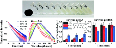 Graphical abstract: Exploring the inner environment of protein hydrogels with fluorescence spectroscopy towards understanding their drug delivery capabilities