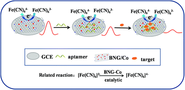 Graphical abstract: Catalysis-induced performance enhancement of an electrochemical microcystin-LR aptasensor based on cobalt-based oxide on a B, N co-doped graphene hydrogel