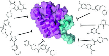 Graphical abstract: Targeting protein–protein interactions in the DNA damage response pathways for cancer chemotherapy