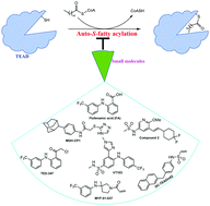 Graphical abstract: Insights into auto-S-fatty acylation: targets, druggability, and inhibitors