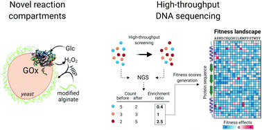 Graphical abstract: High-throughput screening, next generation sequencing and machine learning: advanced methods in enzyme engineering