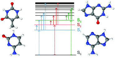 Graphical abstract: Excited state absorption of DNA bases in the gas phase and in chloroform solution: a comparative quantum mechanical study