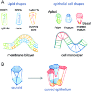 Graphical abstract: Common principles of surface deformation in biology