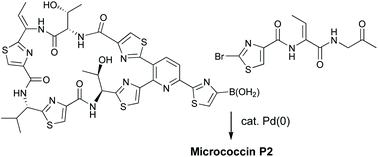 Graphical abstract: Diversity-oriented routes to thiopeptide antibiotics: total synthesis and biological evaluation of micrococcin P2