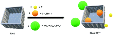 Graphical abstract: Tetradentate halogen bonding macrocyclic anion receptor inspired by the “Texas-sized” molecular box