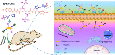 Graphical abstract: A fluorine-18 labeled radiotracer for PET imaging of γ-glutamyltranspeptidase in living subjects