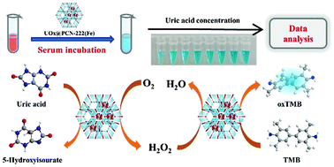 Graphical abstract: Urate oxidase loaded in PCN-222(Fe) with peroxidase-like activity for colorimetric detection of uric acid