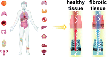 Graphical abstract: Colorimetric metasurfaces shed light on fibrous biological tissue