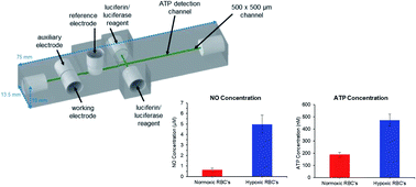 Graphical abstract: A 3D-printed, multi-modal microfluidic device for measuring nitric oxide and ATP release from flowing red blood cells