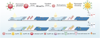 Graphical abstract: Colloidal Au sphere and nanoflower-based immunochromatographic strips for sensitive detection of zearalenone in cereals