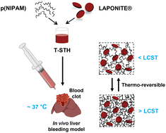 Graphical abstract: Thermoresponsive shear-thinning hydrogel (T-STH) hemostats for minimally invasive treatment of external hemorrhages