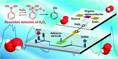 Graphical abstract: A microfluidic organic transistor for reversible and real-time monitoring of H2O2 at ppb/ppt levels in ultrapure water