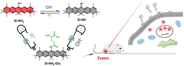 Graphical abstract: γ-Glutamyltranspeptidase and pH based “AND” logic gate fluorescent probe for orthotopic breast tumor imaging