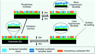 Graphical abstract: The evolution of surface structure during simulated atmospheric ageing of nano-scale coatings of an organic surfactant aerosol proxy