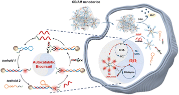 Graphical abstract: An intelligent, autocatalytic, DNAzyme biocircuit for amplified imaging of intracellular microRNAs