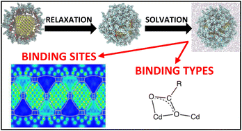 Graphical abstract: Ligand dynamics on the surface of CdSe nanocrystals