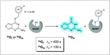 Graphical abstract: Harnessing an emissive guanine surrogate to design small-molecule fluorescent chemosensors of O6-methylguanine-DNA-methyltransferase (MGMT)