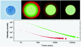 Graphical abstract: Highly uniform Y3Al2Ga3O12-based nanophosphors for persistent luminescence bioimaging in the visible and NIR regions