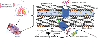 Graphical abstract: The concentration-dependent effect of hydrocortisone on the structure of model lung surfactant monolayer by using an in silico approach