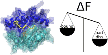 Graphical abstract: Partial peptide dissociation and binding groove plasticity in two major histocompatibility complex class I alleles – differences between alleles versus force field and sampling effects